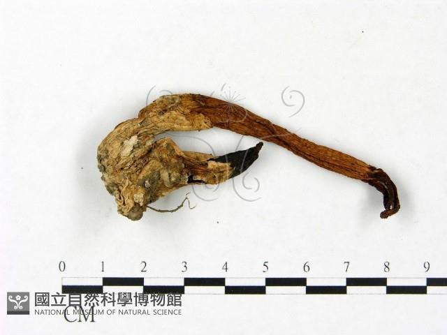 登錄號:F0023415藏品圖，第1張