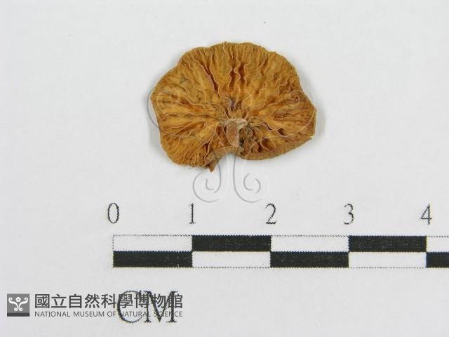 微皮傘屬藏品圖，第1張