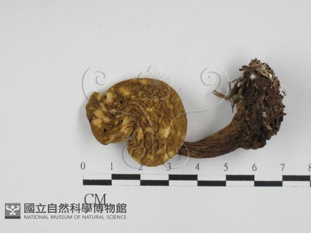 登錄號:F0028715藏品圖，第1張
