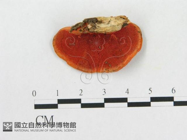 血紅密孔菌藏品圖，第1張