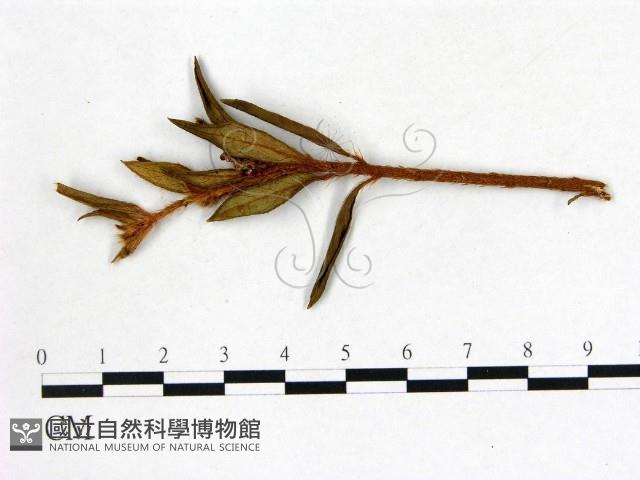 登錄號:F0020715藏品圖，第1張