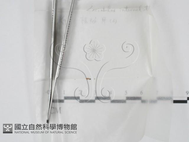 登錄號:F0000715藏品圖，第1張