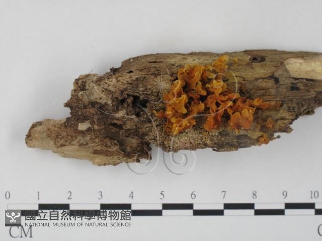 登錄號:F0010715藏品圖，第1張