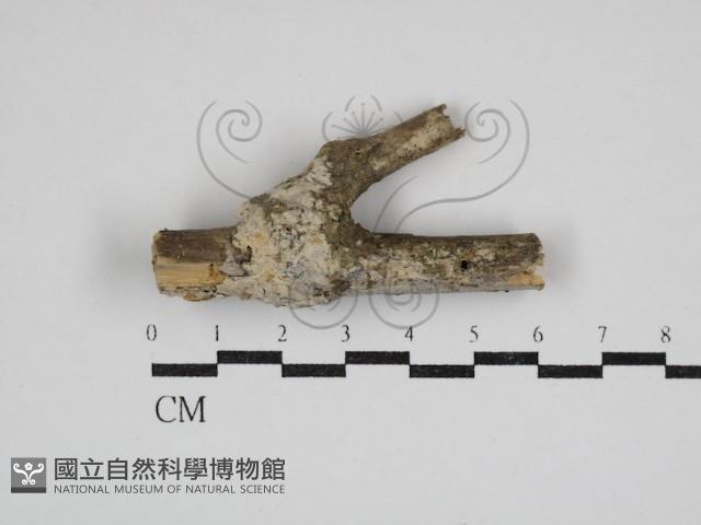 登錄號:F0030715藏品圖，第1張