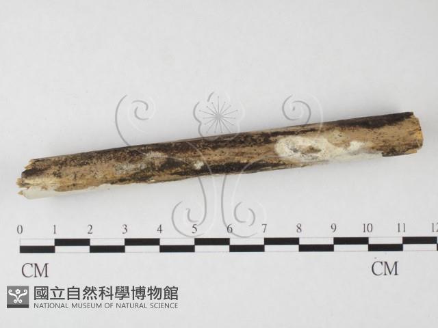 登錄號:F0026715藏品圖，第1張