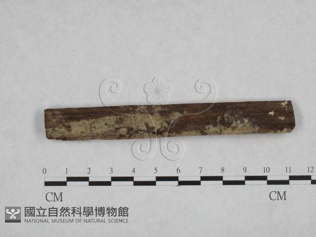 登錄號:F0021715藏品圖，第1張