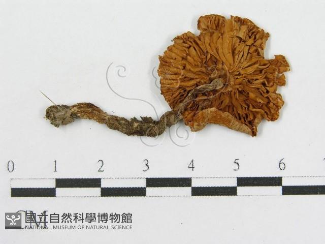 登錄號:F0001715藏品圖，第1張