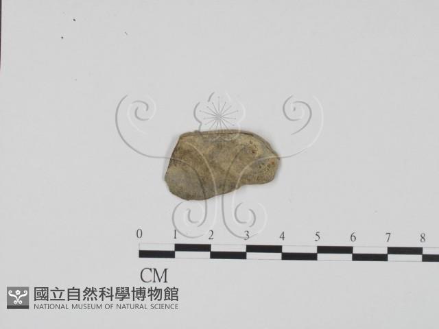 登錄號:F0011715藏品圖，第1張