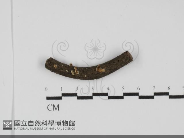 登錄號:F0031715藏品圖，第1張