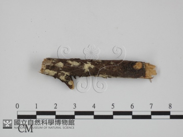 絲齒菌屬藏品圖，第1張