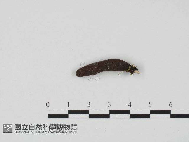 炭角菌屬藏品圖，第1張