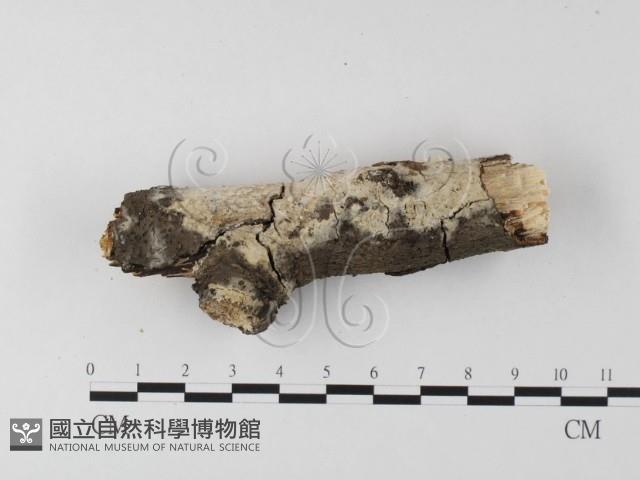 登錄號:F0014715藏品圖，第1張