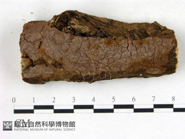 刺革菌屬藏品圖，第1張