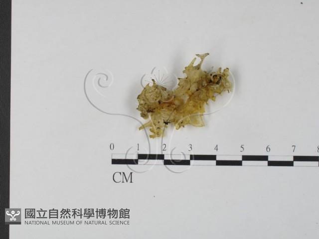 登錄號:F0012715藏品圖，第1張
