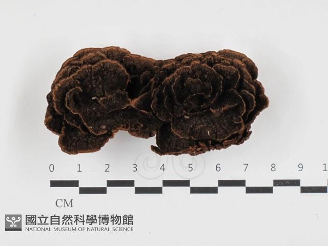 登錄號:F0032715藏品圖，第1張