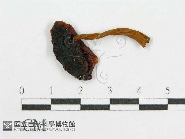 登錄號:F0017715藏品圖，第1張