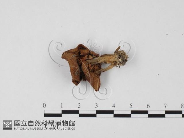 登錄號:F0025715藏品圖，第1張