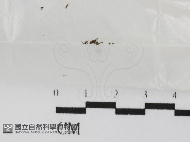 登錄號:F0005715藏品圖，第1張