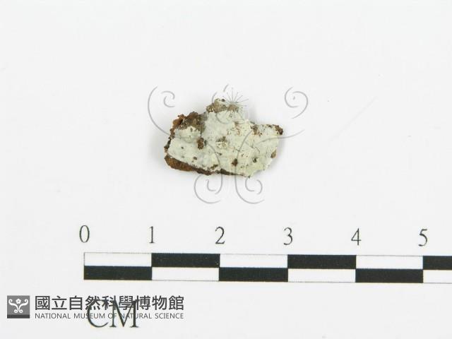 阿太菌屬藏品圖，第1張