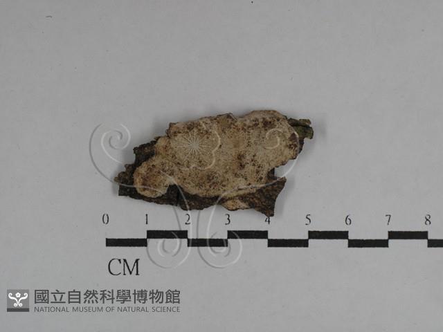 登錄號:F0029715藏品圖，第1張