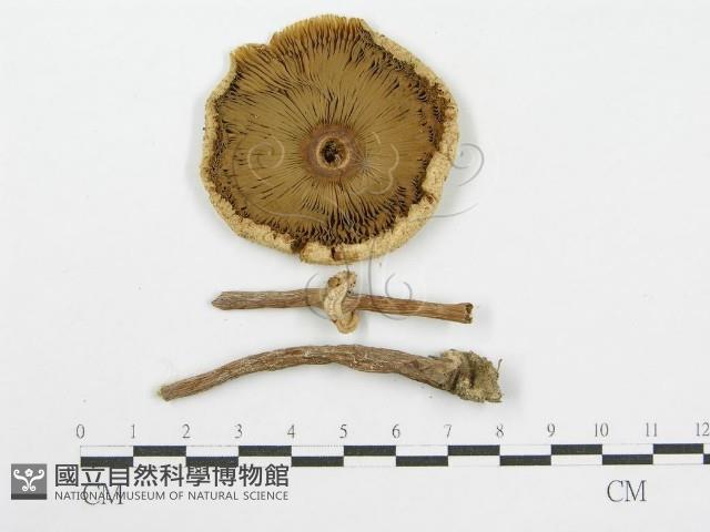 登錄號:F0003715藏品圖，第1張