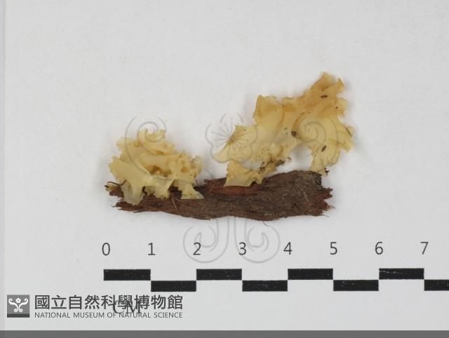 銀耳屬藏品圖，第1張