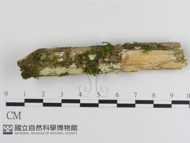 登錄號:F0020515藏品圖，第1張