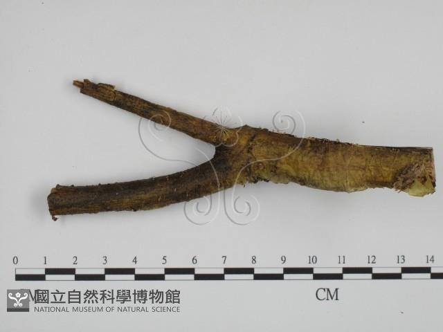 登錄號:F0000515藏品圖，第1張