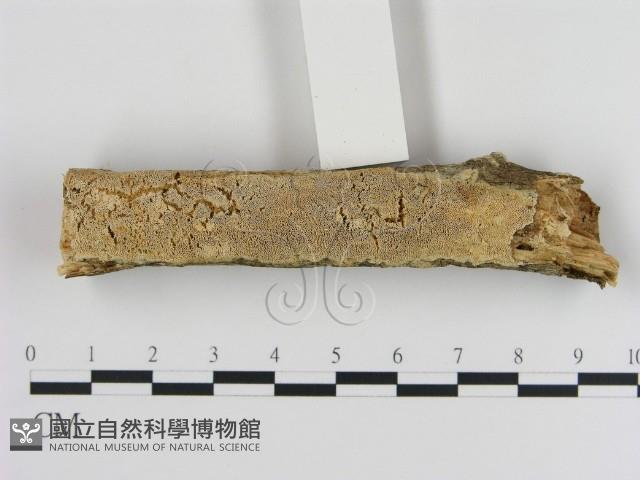 登錄號:F0010515藏品圖，第1張