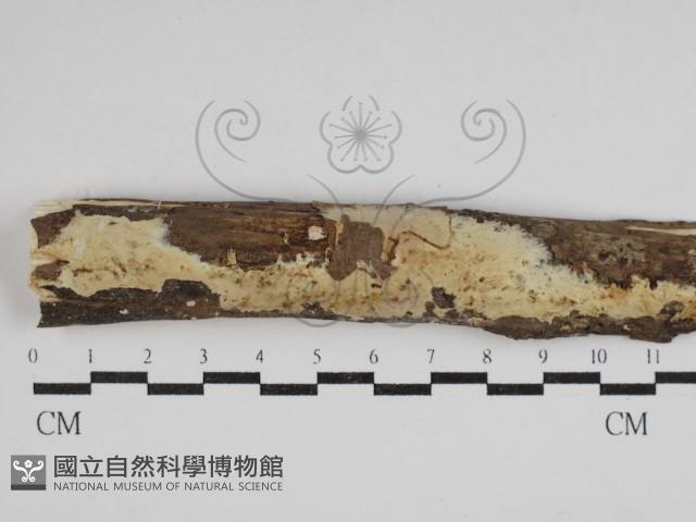 登錄號:F0030515藏品圖，第1張