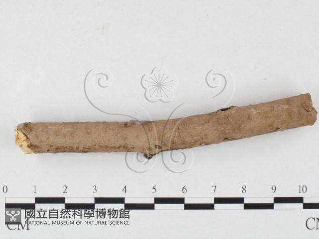 刺革菌屬藏品圖，第1張