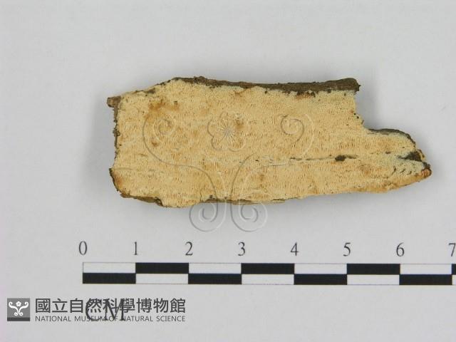 登錄號:F0006515藏品圖，第1張