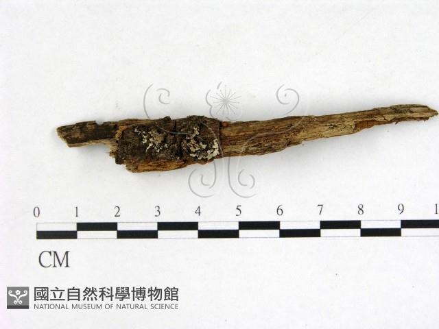 登錄號:F0016515藏品圖，第1張