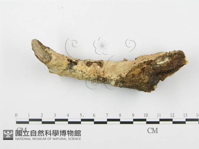 登錄號:F0001515藏品圖，第1張