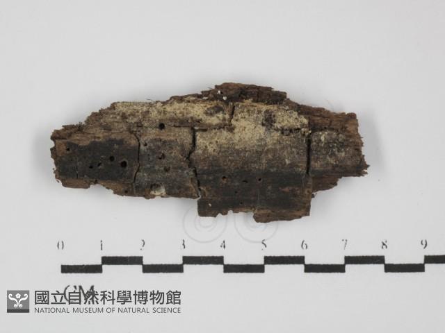 阿太菌屬藏品圖，第1張