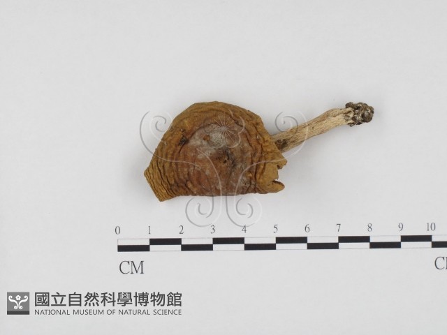 紅菇屬藏品圖，第1張
