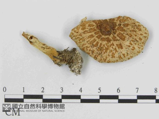 登錄號:F0014515藏品圖，第1張