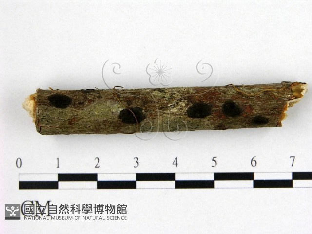 登錄號:F0022515藏品圖，第1張