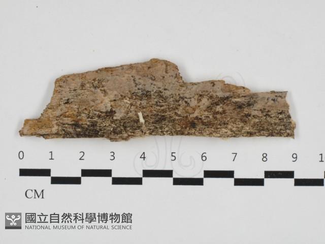 登錄號:F0032515藏品圖，第1張