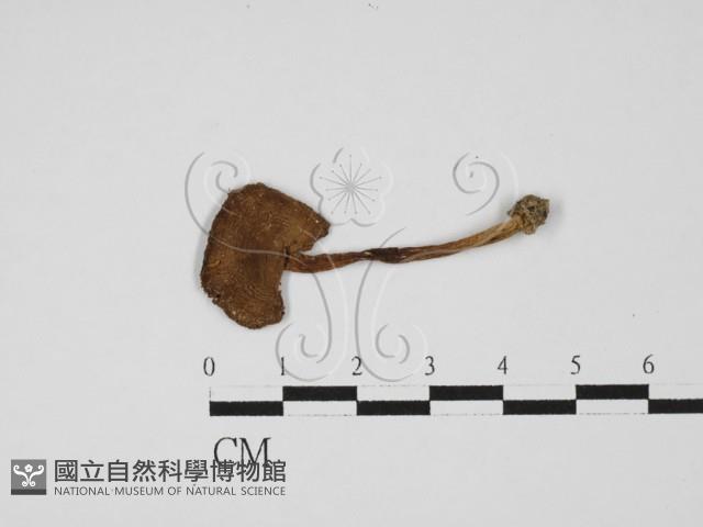登錄號:F0027515藏品圖，第1張