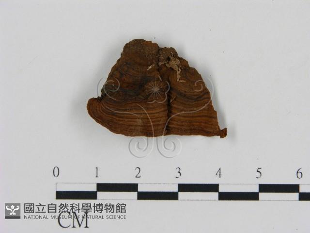 刺革菌屬藏品圖，第1張