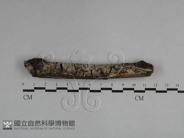 登錄號:F0029515藏品圖，第1張