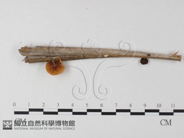 登錄號:F0023515藏品圖，第1張