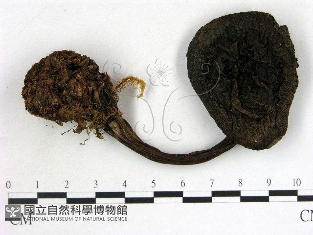 登錄號:F0013515藏品圖，第1張