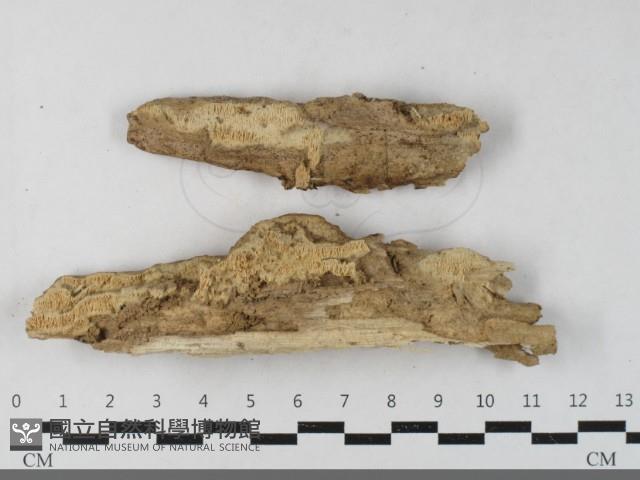 登錄號:F0033515藏品圖，第1張