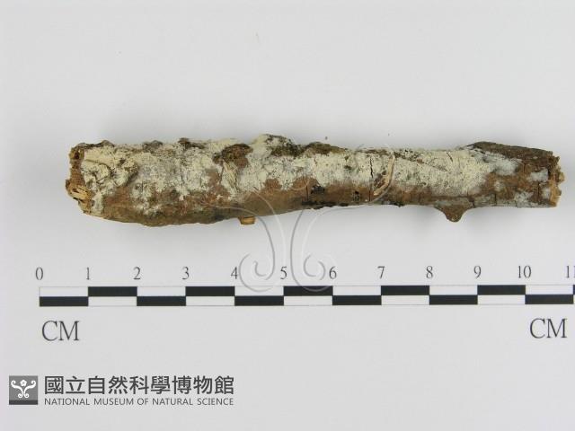 絲皮菌屬藏品圖，第1張