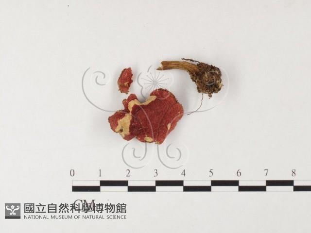 登錄號:F0026115藏品圖，第1張