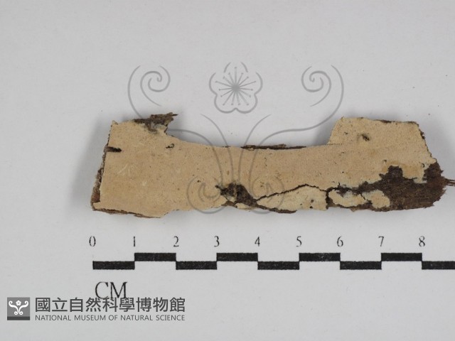 登錄號:F0031115藏品圖，第1張