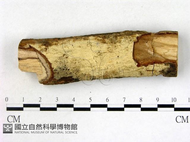 登錄號:F0022115藏品圖，第1張