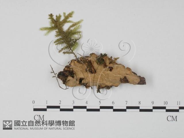 韌革菌屬藏品圖，第1張